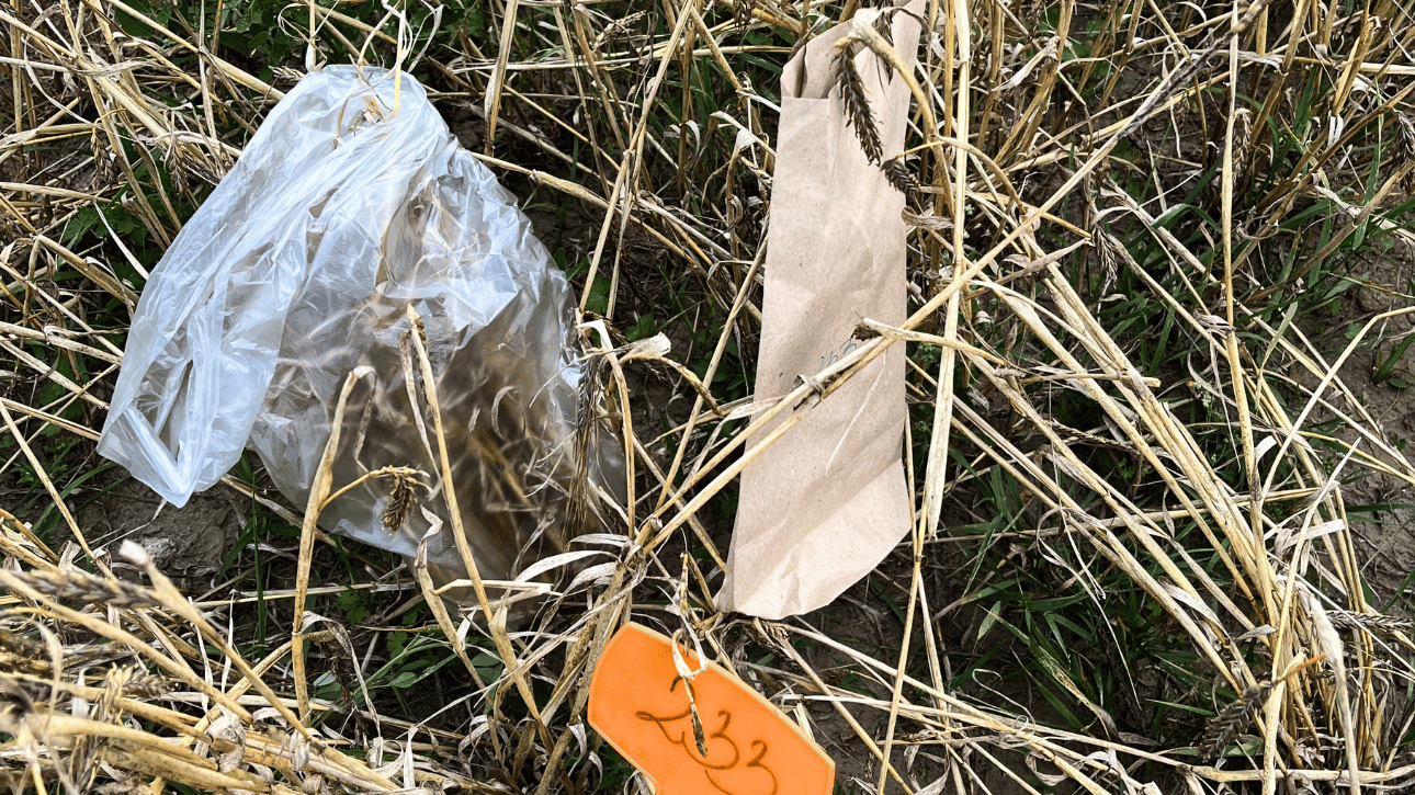 Ocena występowania chorób podstawy źdźbła